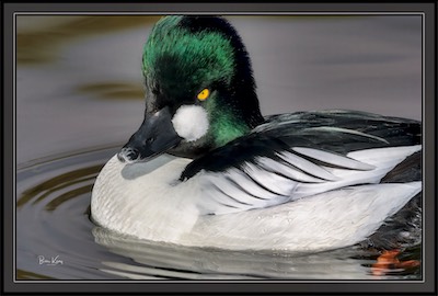 golden-eye duck
