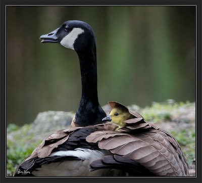 rain-proof chick