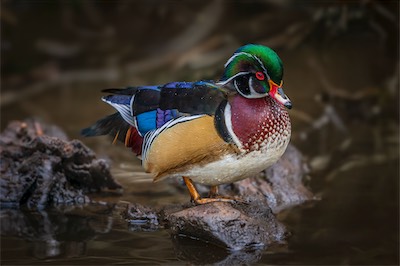 woodduck