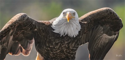 eagle eye