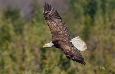 eagle soars