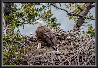 eagle baby