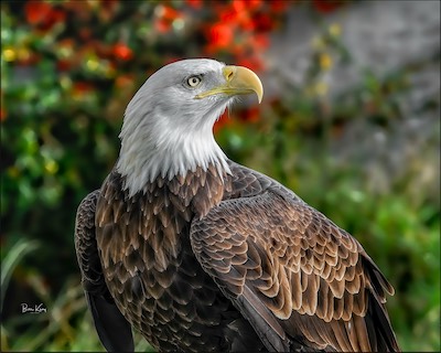 eagle light