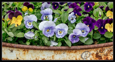 flowers in rusty pail