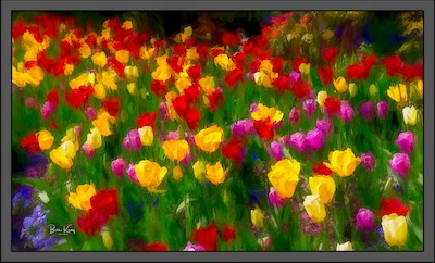 swash of flower color