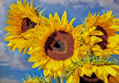 sunflower scenic