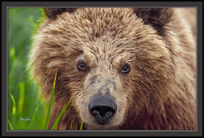 grizzly face
