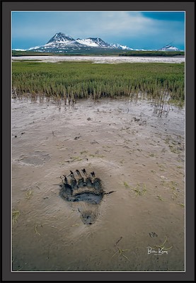 Grizzly paw print