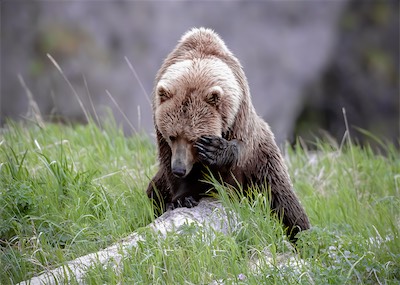 grizzly meadow