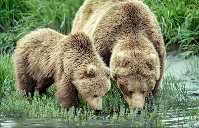 grizzly adult and cub