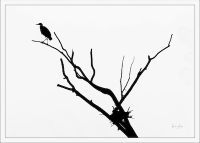 heron and nest BW