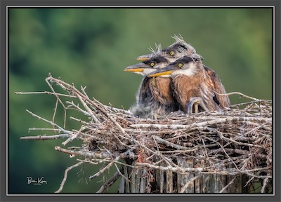 3 young in heron nest