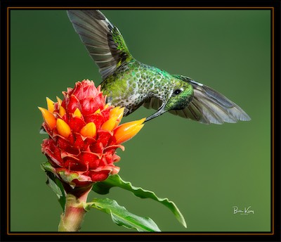 hummer twist
