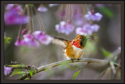 rufous hummer wing beat