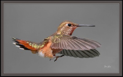 rufous hummingbird 2