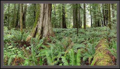 forest ferns
