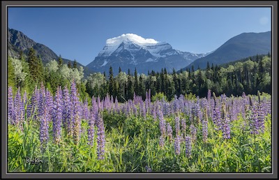 Mt. Robson flowers