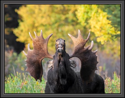 moose_cry
