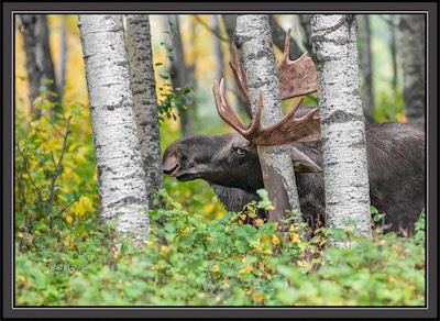 moose horns