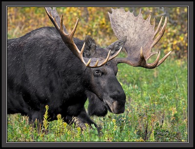 moose side view