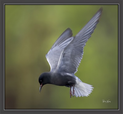 black tern flight