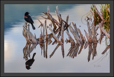 red-winged black bird 1