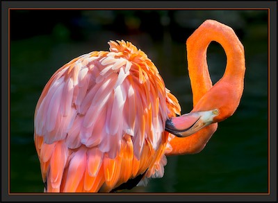 flamingo