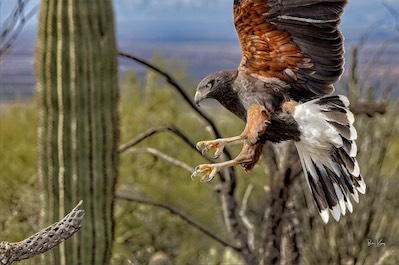 harris hawk flight