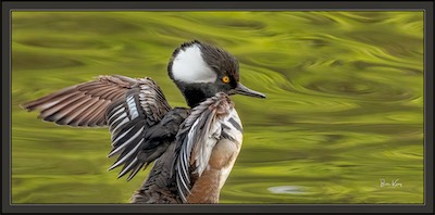 hooded merganser