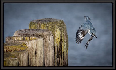 kingfisher flight