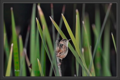 Marsh wren