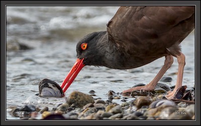 Oystercather finds food