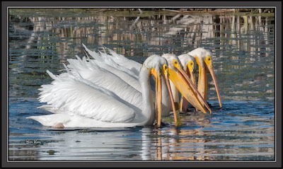 pelicans eating 4