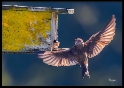 purple martins - feeding time