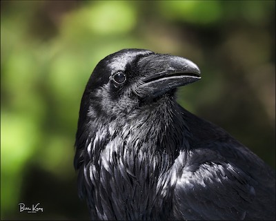 Raven