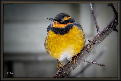 varied thrush