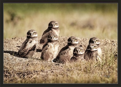 burrowing owl home
