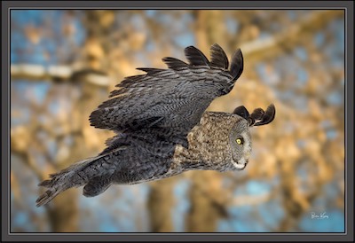 GGowl flight in fall