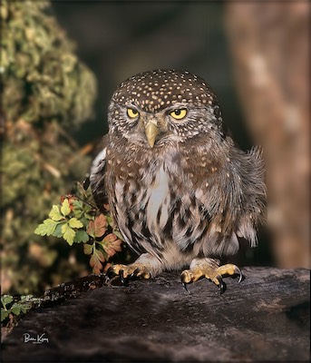 pygmy owl 1