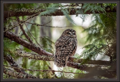 spotted owl