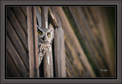 peek-a-boo owl