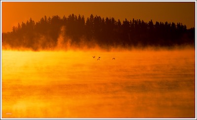lake mist and 4 geese