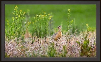 long-billed curlew