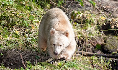 coming closer spirit bear