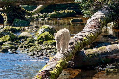 spirit bear walk