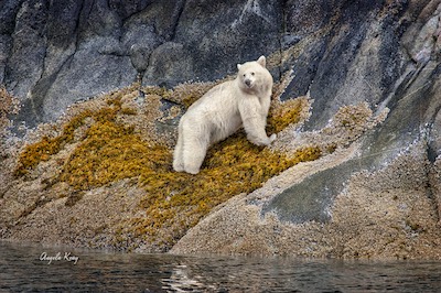large adult spirit bear