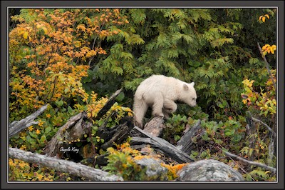 cub in fall leaves