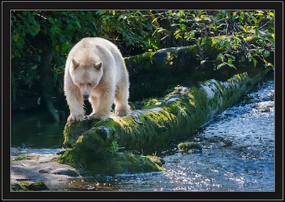 wandering spirit bear