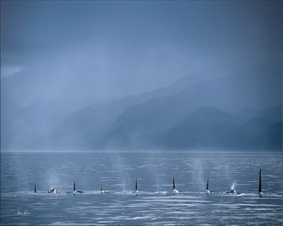 killer whale line - sleep mode