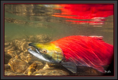 salmon 